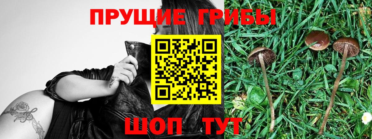 Псилоцибиновые грибы Cubensis  Псилоцибиновые грибы Magic Shrooms  где можно купить   Вход с VPN  Карталы 